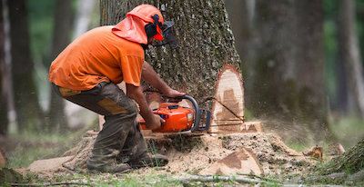 tree removal in Newark, NJ